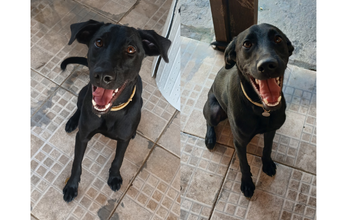 Junior cachorro, 11 meses, pelagem toda preta, olhos castanhos, lindo, dócil e brincalhão.