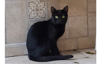 Júnior gatinho, adulto, pelagem toda preta, olhos verdes. Muito lindo.