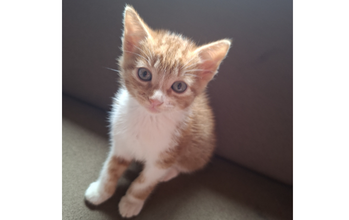 Júpiter Gatinho SRD, laranja rajado, de 3 meses de idade, olhos cinzas claro, muito calmo, dócil e lindinho