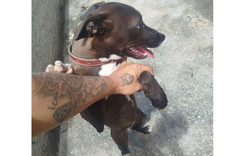 Estrela Cachorrinha SRD, preta com manchinhas brancas nas patas, tem 7 a 10 meses de idade, muito dócil e lindinha