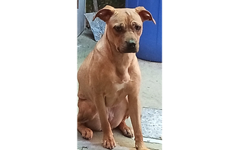 cachorrinha, raça american bully misturada, pelagem curta, toda caramelo. Muito linda.