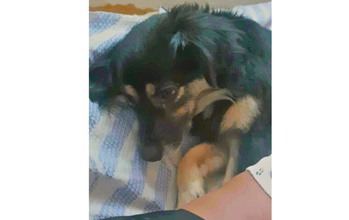 Kiara Cachorrinha de porte pequeno, 5 anos de idade, preta com manchas em caramelo e peludinha, muito lindinha e mansa