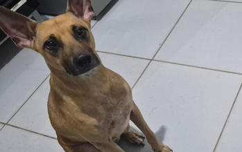 Kiara Cachorrinha tipo porte médio, 5 anos de idade, caramelo, SRD, dócil e mansa