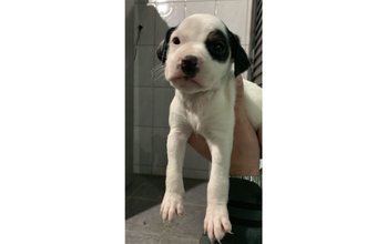 Kiara cachorrinha, filhote, pelagem curta, toda branquinha com mancha preta nas orelhas e no olho esquerdo. Muito lindinha.