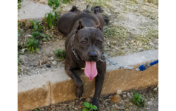 Kira cadela, raça American Bully, porte grande, pelagem curta, toda marrom escuro. Muito linda.