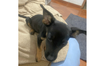 cachorrinha, filhote, pelagem preta com manchinhas marrons no peito e nas perninhas
