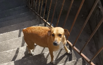 Laginha Cachorrinha SRD, caramela, aproximadamente 2 anos de idade, muito dócil e linda