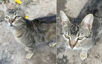 gatinha, 1 ano, pelagem tigrada e olhos verdes. Muito fofinha.