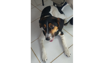 Cachorrinha mistura de americano com caçador, branca com manchinhas e pintas pretas e marrons, porte médio, muita energia, brincalhona, tem 1 ano de idade e lindinha 