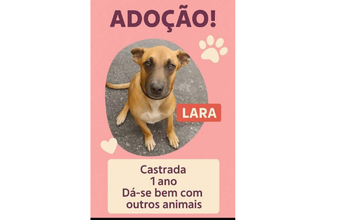 Cachorrinha SRD, 1 ano de idade, caramelo e pelo curto, brincalhona, amorosa, companheira e muito lindinha
