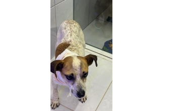 Cachorrinha SRD, branquinha com pintas e manchinhas em marrom, 4 anos,. porte médio e lindinha 