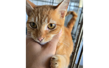 Gatinho laranjinha rajado, muito lindinho, 5 meses de idade e muito espertinho