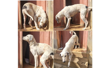 cachorrinha, porte médio, pelagem curta, branca com manchinhas pretas pelo corpo. Muito linda.