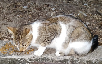 gatinha, adulta, pelagem tigrada, com manchas brancas na barriga, patinhas, peitoral e pescoço. Muito linda.