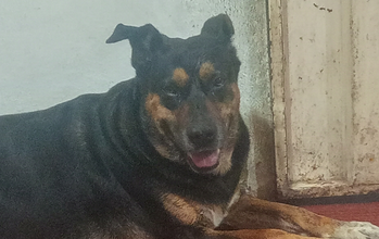 Cachorrinha de porte grande, tipo Pastor Alemão, 9 anos de idade, lindinha e é sociável com outros cachorros