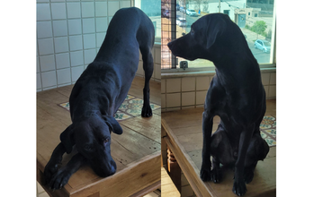 Lelê cachorrinho, porte médio, pelagem curta, toda preta. Muito lindo.