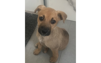 Lelê cachorrinha, filhote, pelagem curta, caramelo, focinho preto. Muito lindinha.