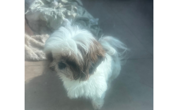 Cachorrinho da raça Shih Tzu, bege mesclado com caramelo, idade 3 anos, Dócil, Brincalhão e lindinho