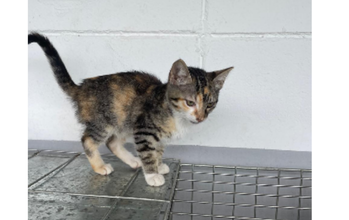 Gatinha SRD, de 3 meses de idade, cinza amarelado rajado, muito lindinha e dócil