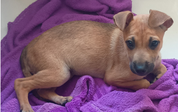 Leonor cachorrinha, pelagem marrom com algumas manchas pretas na cara, 3 meses, dócil e brincalhona
