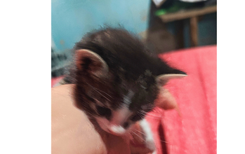 Lila Gatinha SRD, 1 mês de idade, branca com manchinhas pretas, tipo frajola, muito dócil e carente