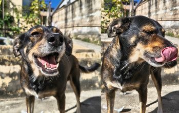 Lili cadela, 7 anos, porte pequeno, pelagem curta, de cores preta, marrom claro e branca. Muito fofinha.