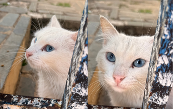 Lili gatinha, pelagem toda branca e olhos azuis. Muito linda.