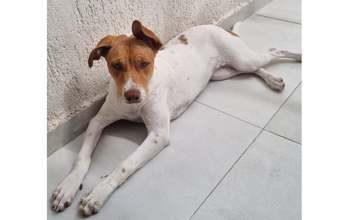Lilica cachorrinha, porte médio, pelagem curta, branca com manchas marrons claras pelo corpo. Muito linda.