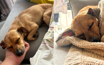 Lilica cachorrinha, 7 anos, porte pequeno, pelagem curta e cor caramelo. muito fofinha