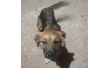 Lillo cachorrinha, jovem, porte médio, pelagem média, cores preta com marrom claro. Muito linda.