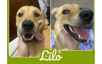 Lilo Cachorrinha, 1 ano, porte médio, pelagem amarela e muito dócil