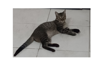 Limbinho Gatinho marrom rajado, 6 meses de idade, manso e lindinho