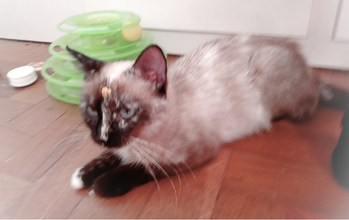 Lindona Gatinha SRD, muito parecida com siamês, marronzinha clara e as extremidades marrom escura e olhos azuis, muito dócil, 1 ano de idade, e lindíssima