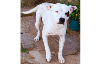 Lingo Lingo Cachorrinho da raça Pitbull, pelagem curta e branca, com pintinhas pretas e manchinha preta no olho esquerdo, muito lindo e sociável
