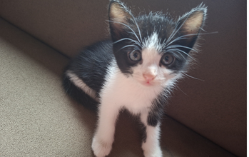Lion Gatinho, SRD, de 3 meses, tipo frajola, preto e branco, muito lindinho e dócil