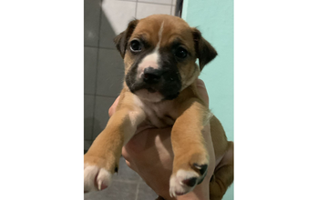 Logan cachorrinho, filhote, pelagem curta, marrom claro, boca preta com mancha branca acima do focinho. Muito fofinho.