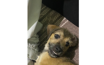 Loki Cachorrinho de 4 meses de idade, caramelo e peludinho, muito fofinho e lindinho