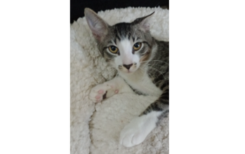 Lola Gatinha sem raça definida, de 3 meses de idade, pelagem tigrada na cor cinza com branco, calma, tranquila, sociável, brincalhona, carinhosa, dócil e lindinha
