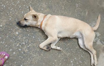 Lola Cachorra SRD, pelagem curta e na cor creme, com 1 ano e 3 meses de idade, doce, carinhosa, e brincalhona. Criada com crianças e tem bom convívio.