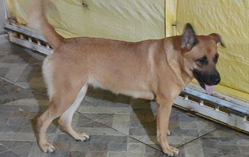 Lola Cachorrinha misturada com Pastor Belga com Rottweiler, 3 anos de idade, caramelo e pelo curto, dócil, gosta muito de brincar. Ela precisa de um lar com espaço, onde ela possa ficar solta e gastar energia. Estamos com pouco espaço, ela fica em um lugar pequeno, por isso estamos buscando uma nova família para ela ser feliz.