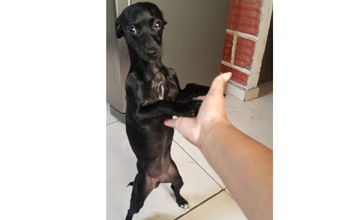 Lola Cachorrinha SRD, 9 meses de idade, pretinha de pelo curto e porte pequeno, muito brincalhona e lindinha