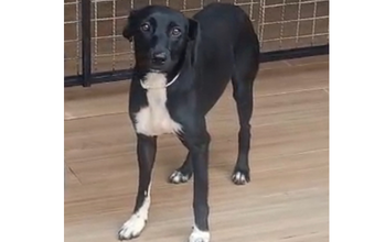 Lola Cachorrinha sem raça definida, pelagem curta na cor preta com mancha branca no pescoço até o peito e as patinhas com manchinhas brancas, mansa, medrosa, está em tratamento para a Doença do carrapato e de Leishmaniose.