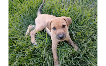 Lola cachorrinha filhotinha, cor caramelo, muito lindinha e carinhosa