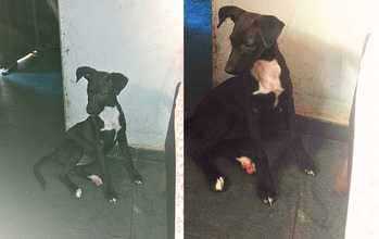 Loop Cachorrinha preta, com mancha branca no peito, com 3 meses de idade,dócil e brincalhão e bebê ainda.