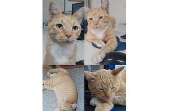 Gatinho SRD, laranjinha rajado, de 6 anos de idade, sociável e curioso. Super dócil e carinhoso com seres humanos. Não se dá bem com outros animais. Muito lindinho