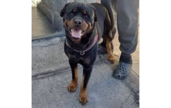 cachorro, porte grande, raça Rotweiller, pelagem curta, preta com manchas marrons. Muito lindo.