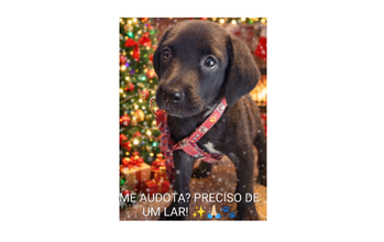 Cachorrinha de 3 meses de idade, de pelagem curta na cor marrom, tipo labrador, sem raça definida, dócil, delicada e obediente.