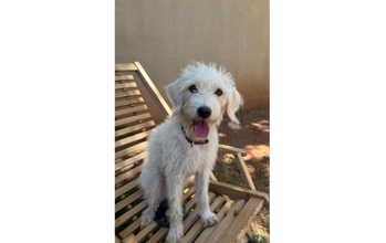 Cachorrinha SRD, parece um Poodle, 1 ano de idade, branquinha, dócil e fofinha