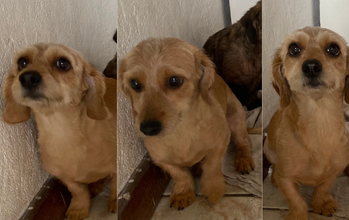 cachorrinha, pequeno porte, pelagem média, amarela. Muito fofinha.