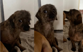 Lola cachorrinha, pequeno porte, pelagem média, marrom escuro e marrom claro. Muito lindinha.